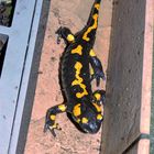 Salamander