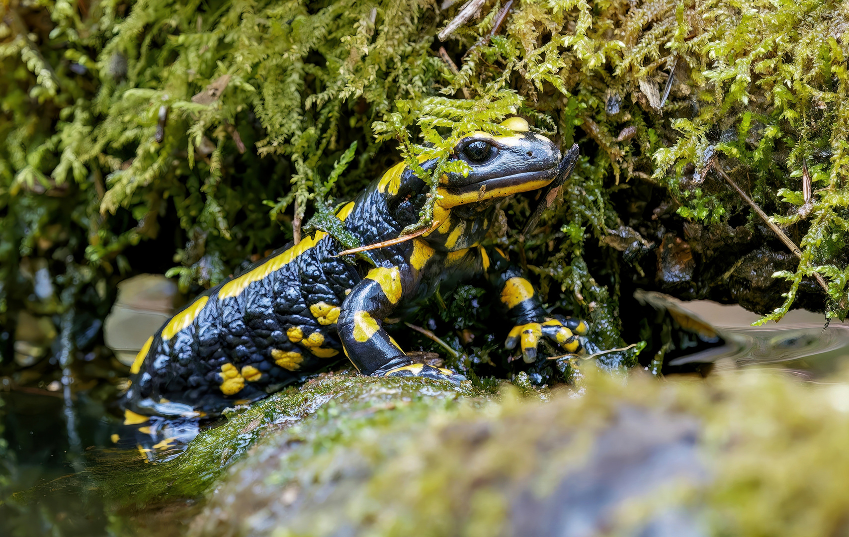 Salamander