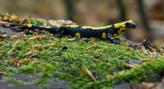 Salamander