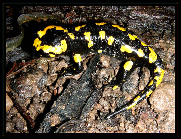 Salamander