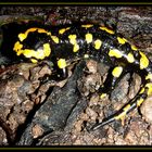 Salamander