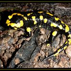 Salamander