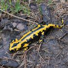 Salamander