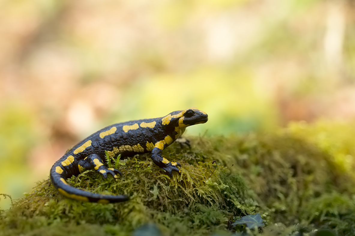 Salamander