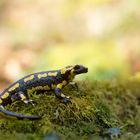 Salamander