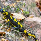 Salamander