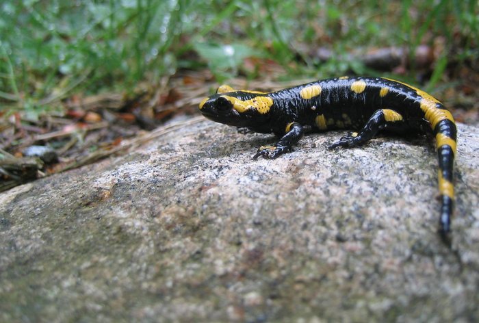 Salamander