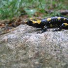 Salamander