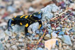 Salamander