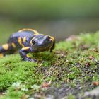 Salamander