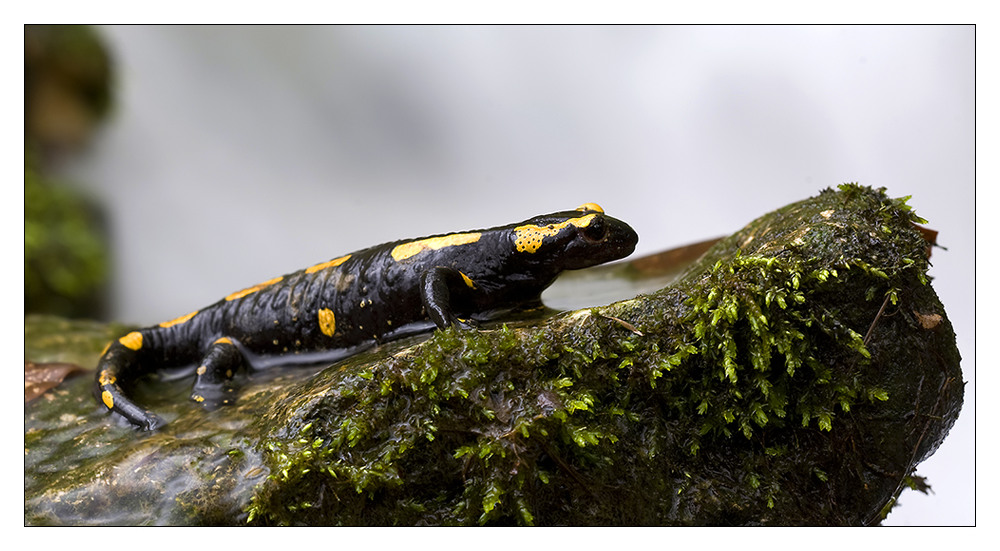 Salamander