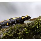 Salamander