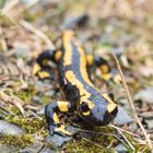 Salamander 