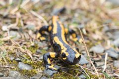 Salamander 