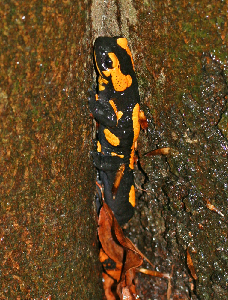 Salamander