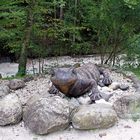 Salamander als Symbol des Wanderweg der Almbachklamm im Berchtesgadener Land