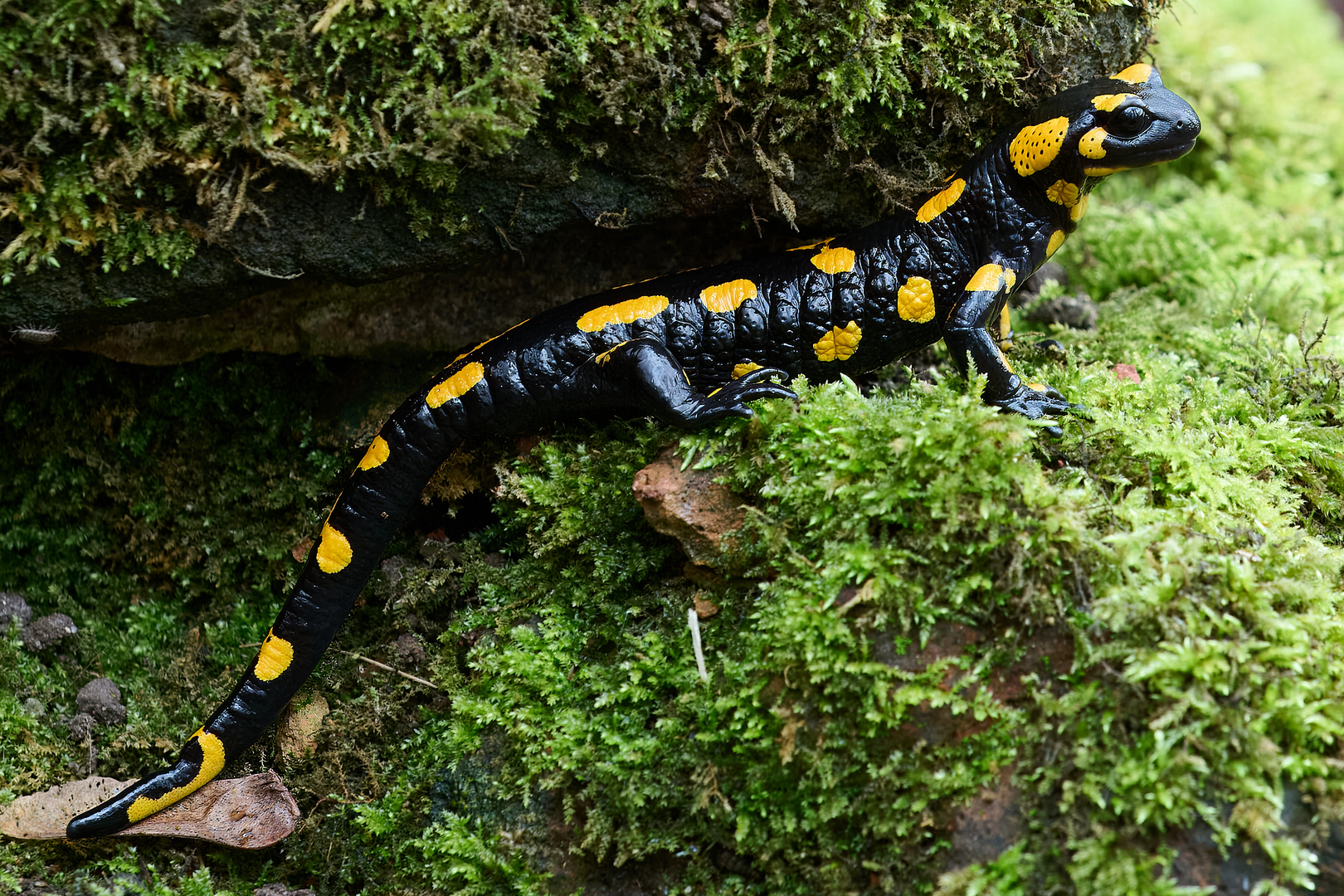 Salamander am Larvengewässer