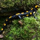 Salamander am Larvengewässer