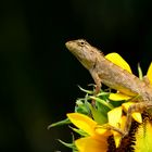 Salamander and sunflower