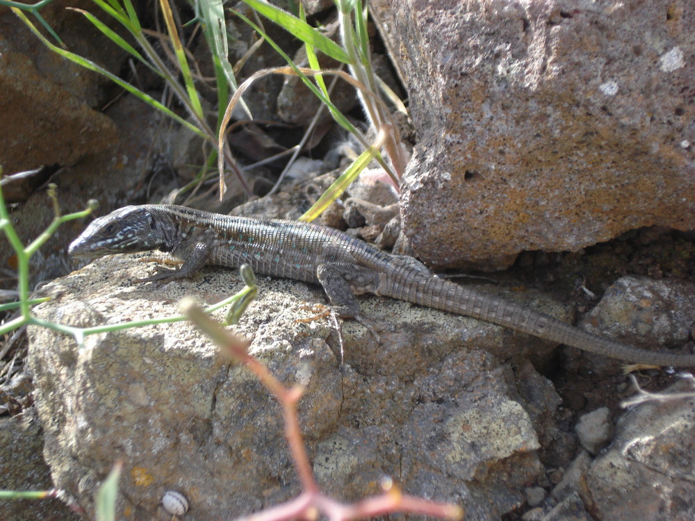 Salamander auf Lanzarote