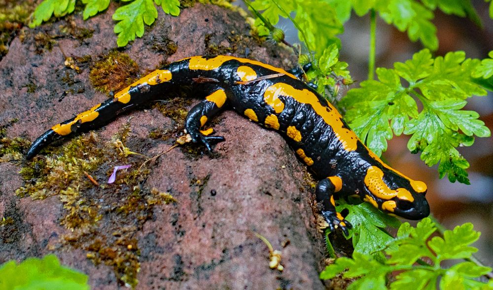 Salamander