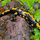 Salamander