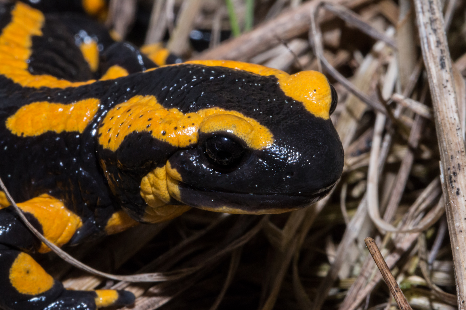 Salamander bei Nacht