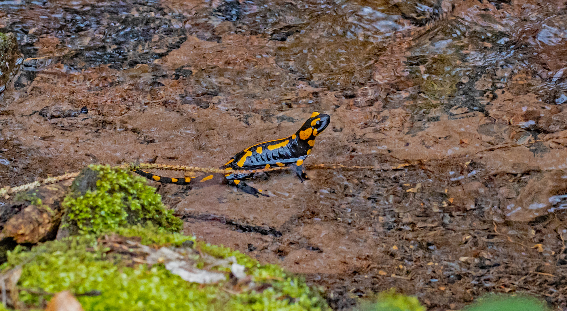 Salamander beim Laichen