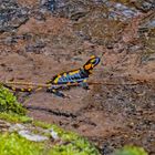 Salamander beim Laichen