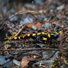 Salamander