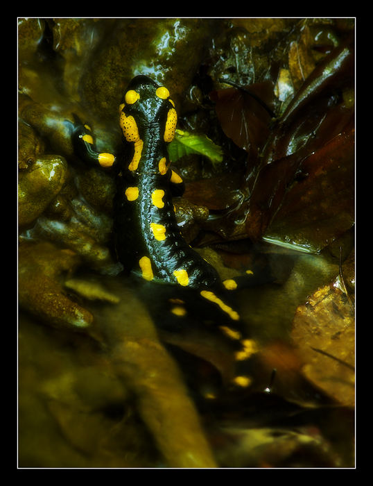 Salamander