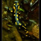 Salamander