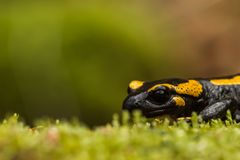 Salamander