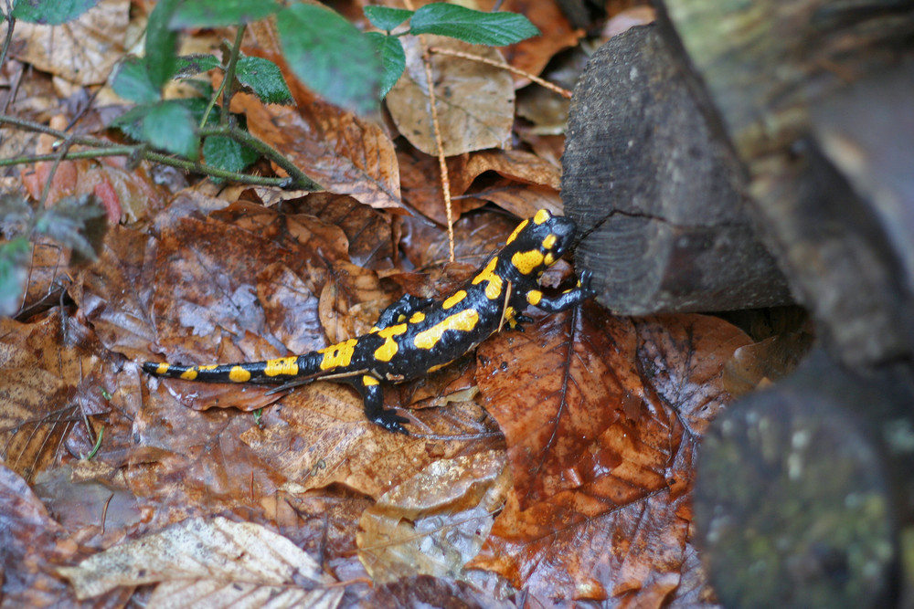 Salamander