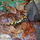 Salamander