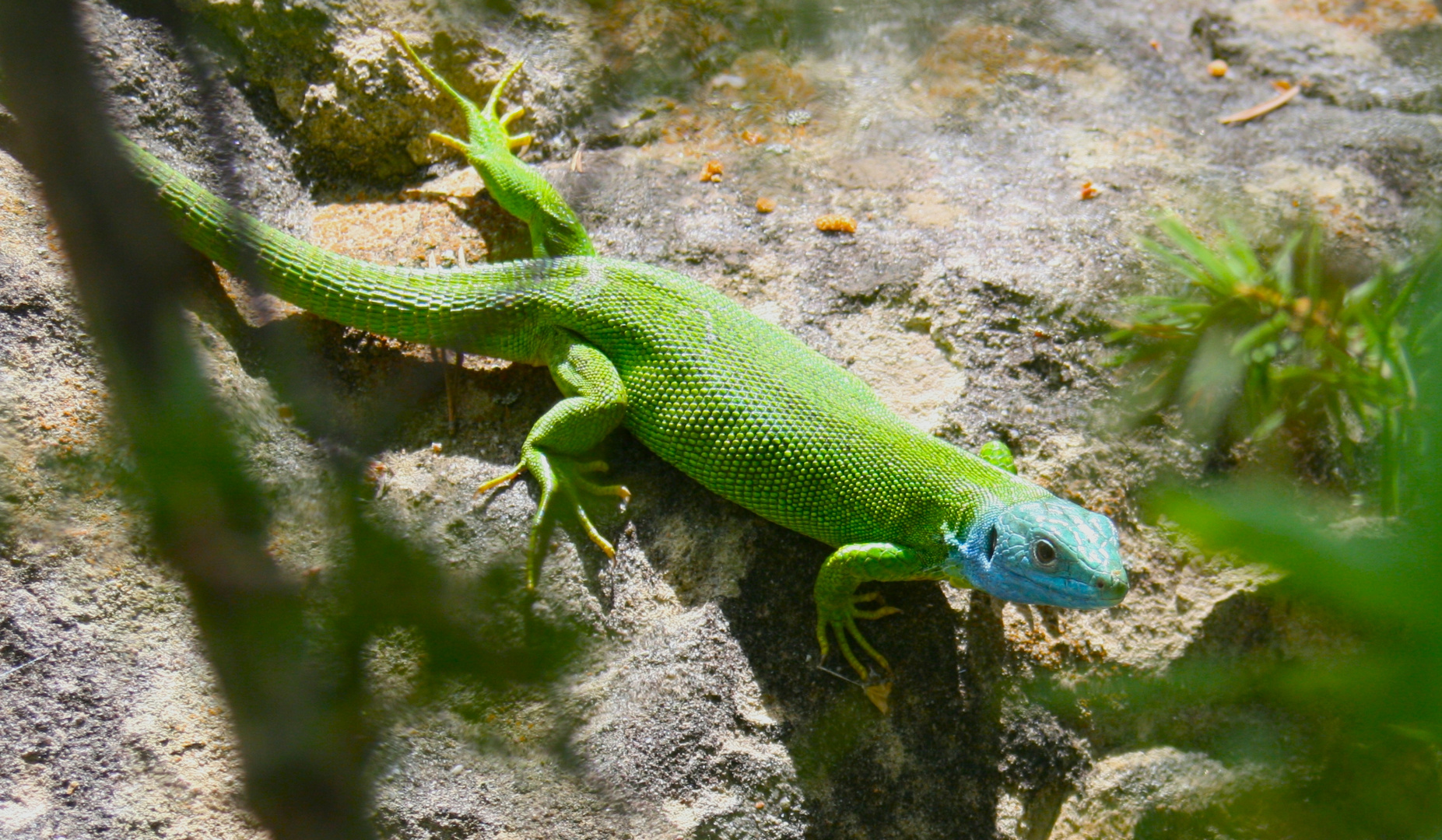 Salamander der Provence