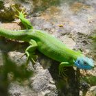 Salamander der Provence