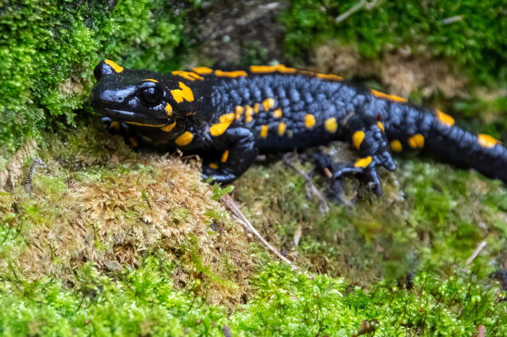 Salamander