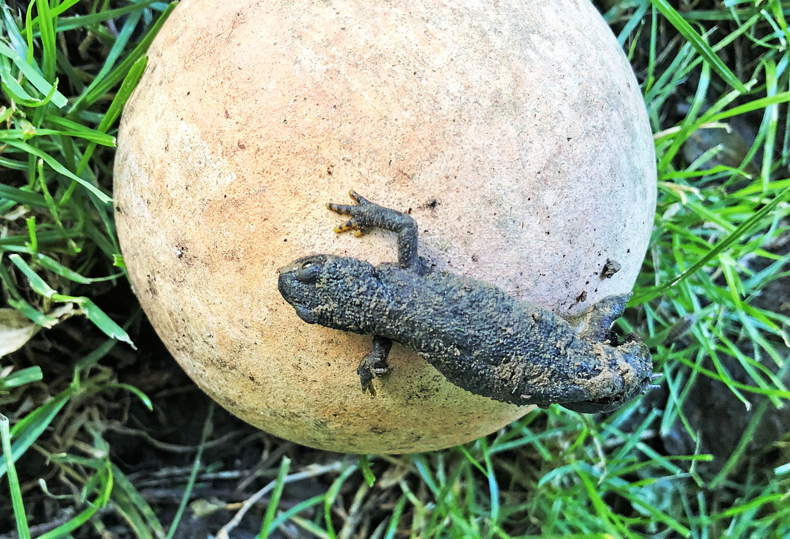 Salamander ?.Ein Bergmolch . Dank an [fcuser20412] Foto & Bild