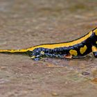 Salamander gestreifte Form