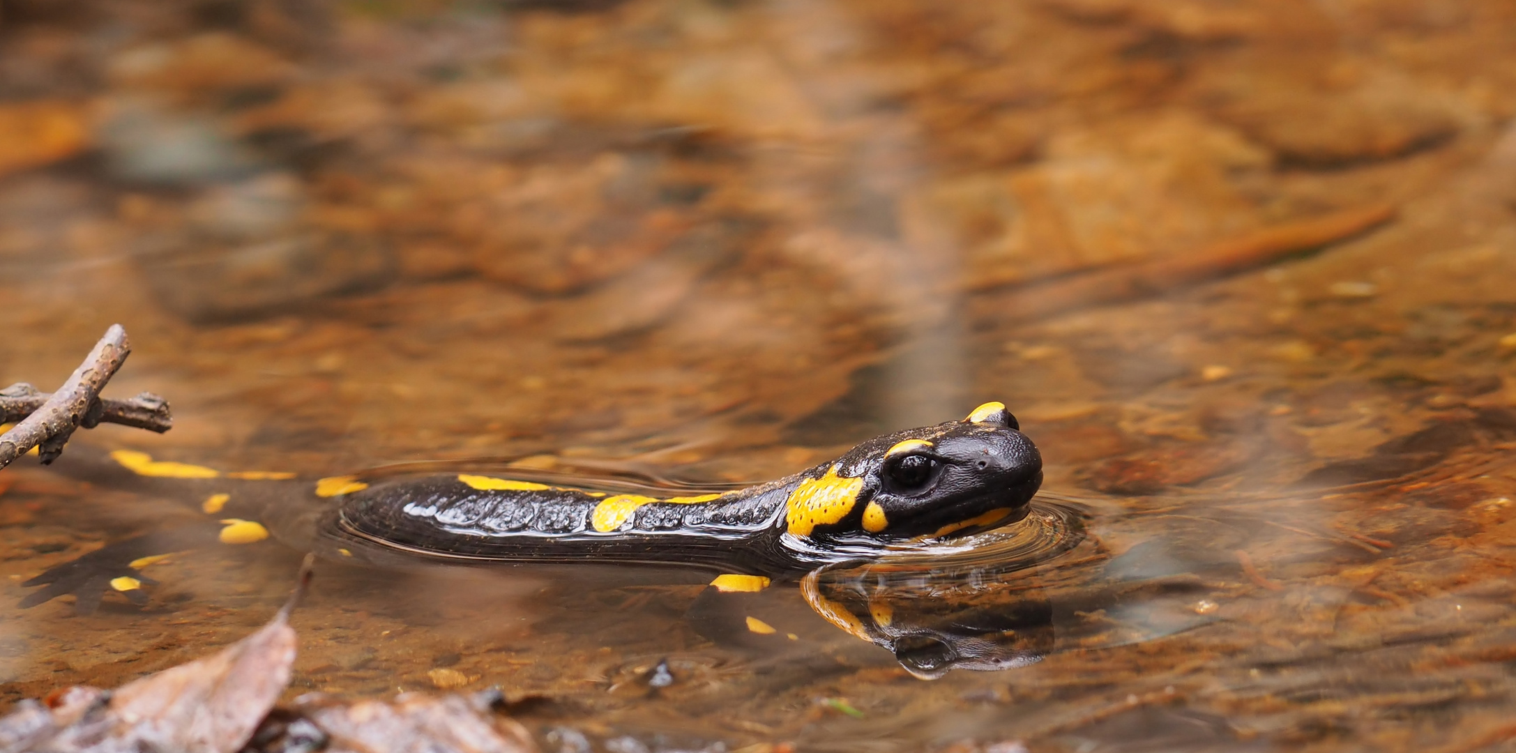 Salamander im Bach