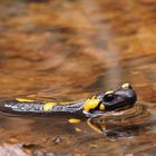 Salamander im Bach