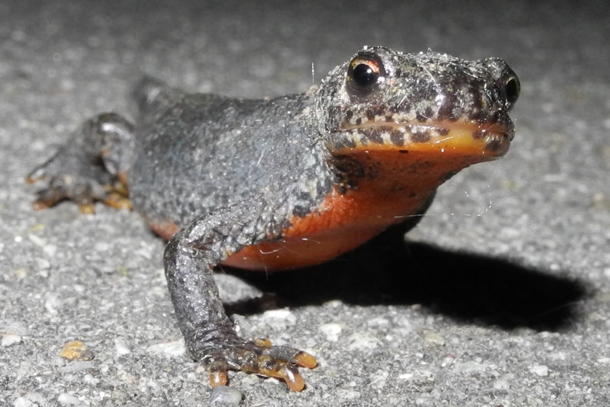 Salamander im Garten