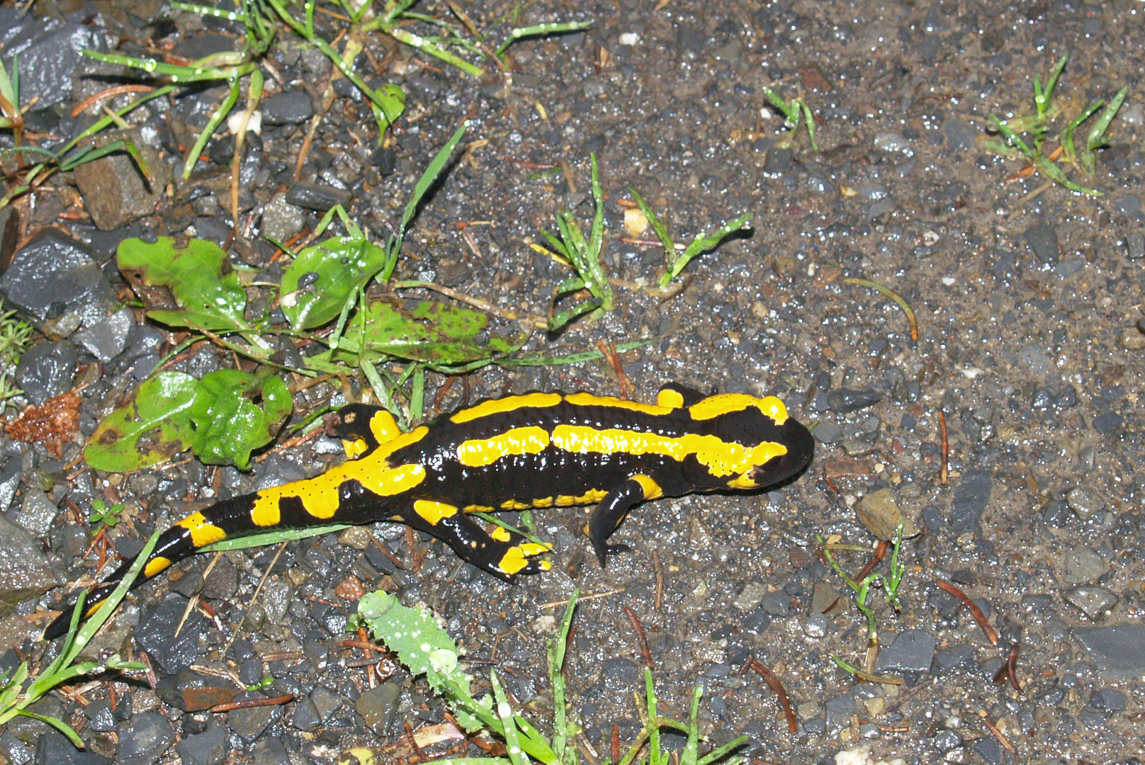 Salamander im Harz