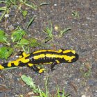 Salamander im Harz