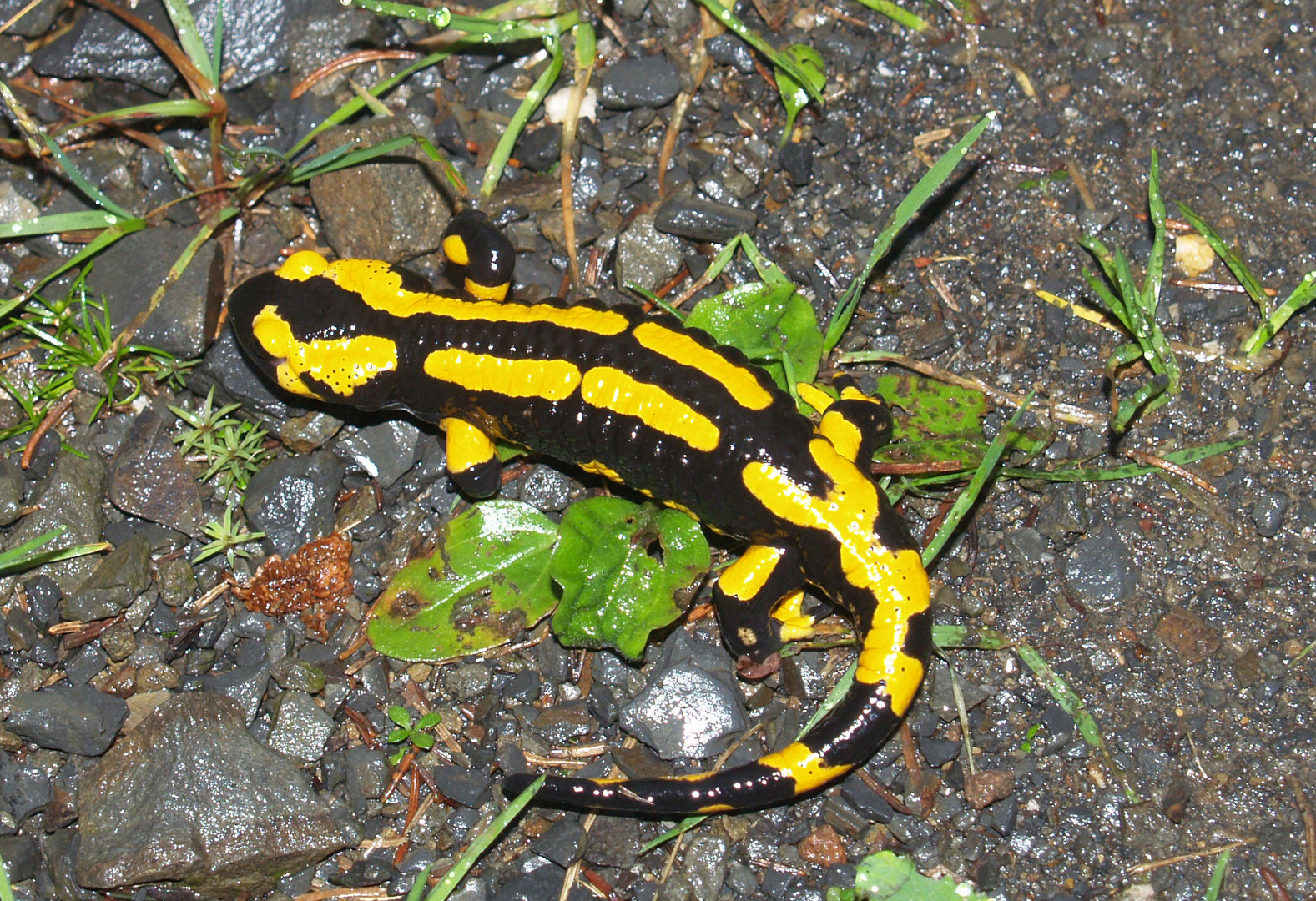 Salamander im Harz II