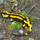 Salamander im Harz II