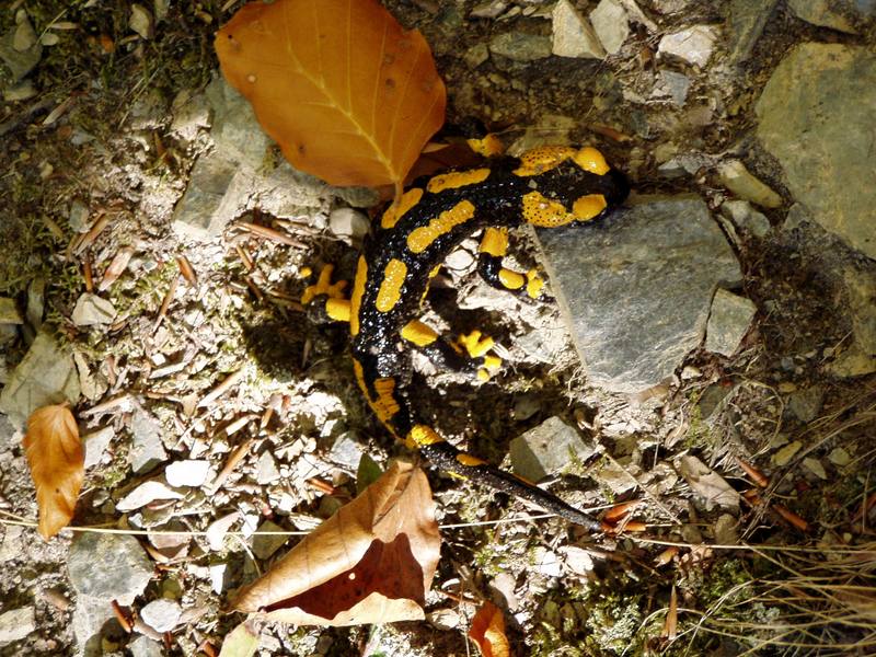 Salamander im Herbstwald