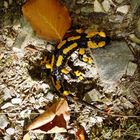 Salamander im Herbstwald