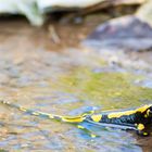 Salamander im Wasser